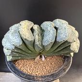 ���ò���¿����ʪ���ϥ������ ������Ȥ�*��13��� ���ʡ����ʸ¤�