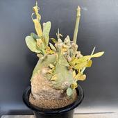 ���ò��������ǥå��������ǥ˥����ڥ��奨�꡼��ȯ����*����10��������ʡ����ʸ¤�