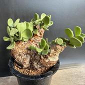 �����ǥå���������ꥢ���ԥ��ޥ��� ȯ����*����11��������ʡ����ʸ¤�