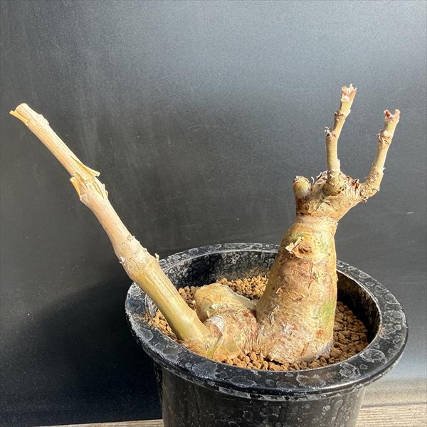 コーデックス：キフォステンマ セイチアナ*葉幅17cm 現品！一品限り