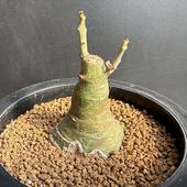 �����ǥå��������ǥ˥������饦��������*������4.5��������ʡ����ʸ¤�