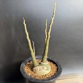 �����ǥå��������ǥ˥������饦��������*������5��������ʡ����ʸ¤�