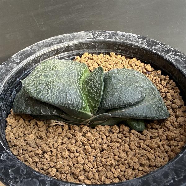 多肉植物：ガステリア 江隈氏アトピー臥牛*幅8cm 現品！一品限り