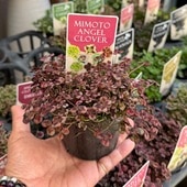 ���տ�ʪ �� ���顼�꡼�ա��տ���Ǥ�� ŷ�ȤΥ������С� 2�ĥ��å�*