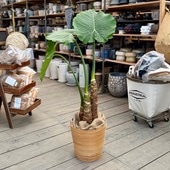 ������� ���տ�ʪ�����梁���� ȭ���С�*������ �緿�����������