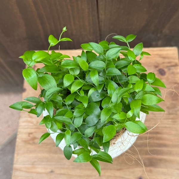 観葉植物：アスパラガス スライマックス 鉢植え*ココヤシ飾り | 観葉