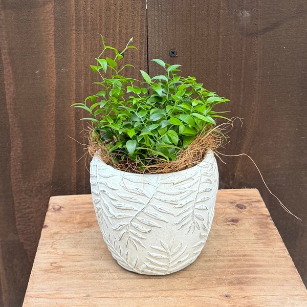 観葉植物：アスパラガス スライマックス 鉢植え*ココヤシ飾り | 観葉