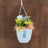 ���տ�ʪ �ʼ����٤ޤ����ڥڥ��ߥ� �ߤ�ݥå��դ� �����䥷����*���󥳥顼�� �ե����꡼ ���󥰥顼�� ����٥� �ۡ��� �ǥԡ���