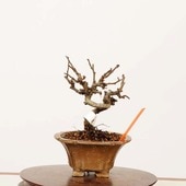 �ߺϡ����Ĺ���� ����*����ʪ ���祦����Х���chojyubai bonsai �ߥ��ߺ�