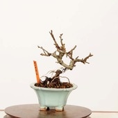 �ߺϡ����Ĺ���� ����*����ʪ ���祦����Х���chojyubai bonsai �ߥ��ߺ�