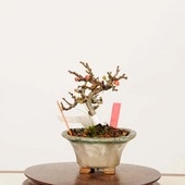 �ߺϡ�Ĺ���� ����*����ʪ ���祦����Х���chojyubai bonsai �ߥ��ߺ�