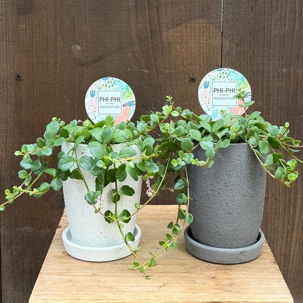 観葉植物 多肉植物：カランコエ フィフィ 鉢植え*受皿付 鉢色選べます