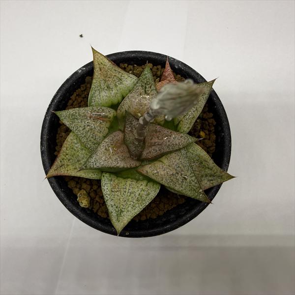 多肉植物：ハオルチア 特大型白銀ピクタ*幅7cm 現品！一品限り