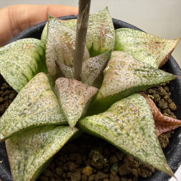 多肉植物：ハオルチア 特大型白銀ピクタ*幅7cm 現品！一品限り