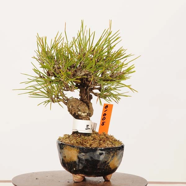 盆栽 ：三河黒松*現品 一点物 くろまつ クロマツ Kuromatsu bonsai