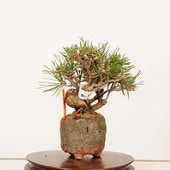 �ߺ� �����Ϲ���*���� ����ʪ �����ޤġ������ޥġ�Kuromatsu bonsai �ߥ��ߺ�
