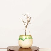 �ߺϡ�ݰ(���䤭)*���� ����ʪ ���䥭 Zelkova serrata��Keyaki bonsai �ߥ��ߺ�