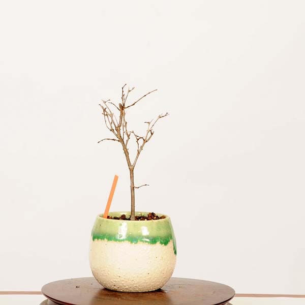 盆栽：欅(けやき)*現品 一点物 ケヤキ Zelkova serrata Keyaki bonsai