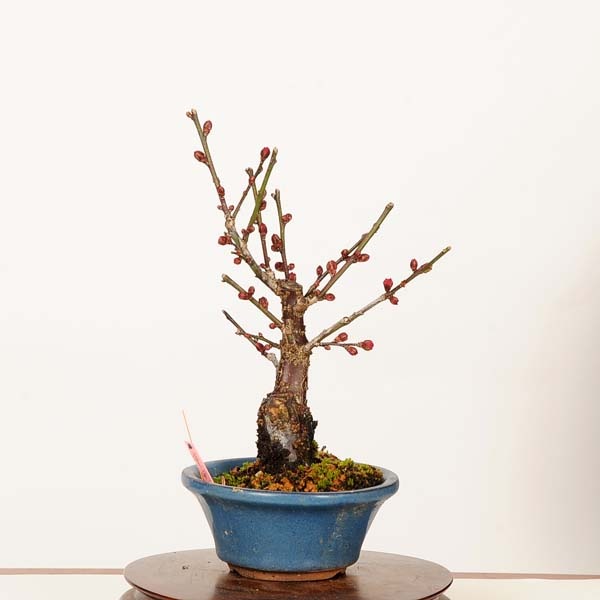 盆栽：紅梅(一重寒紅)現品*一点物 うめ ウメ Prunus mume Koubai