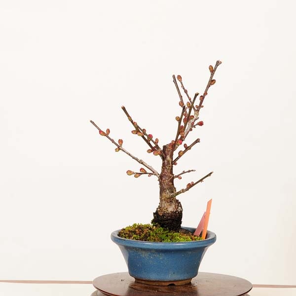 盆栽：紅梅(一重寒紅)現品*一点物 うめ ウメ Prunus mume Koubai