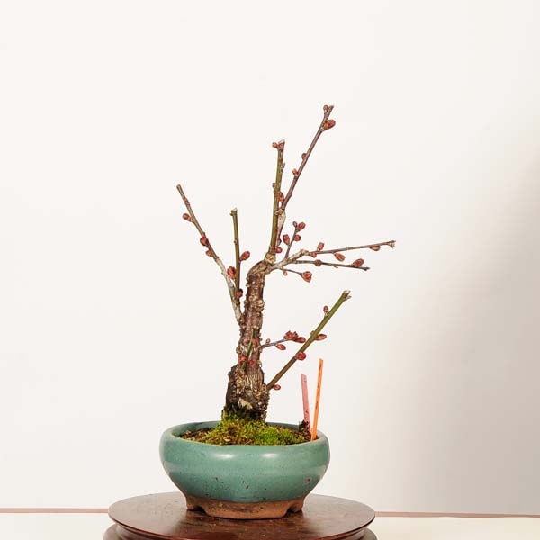 盆栽：紅梅(一重寒紅)現品*(鉢カケ有)一点物 うめ ウメ Prunus mume