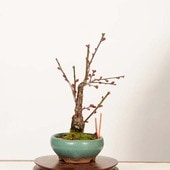 �ߺϡ�����(��Ŵ���)����*(ȭ����ͭ)����ʪ ���ᡡ���ᡡPrunus mume��Koubai bonsai���ߥ��ߺ�