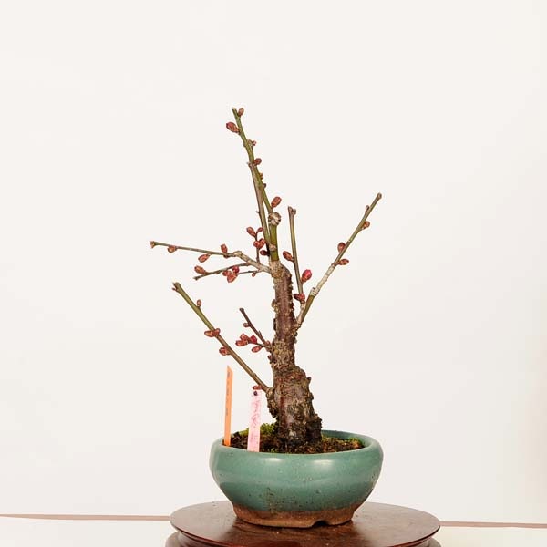 盆栽：紅梅(一重寒紅)現品*(鉢カケ有)一点物 うめ ウメ Prunus mume