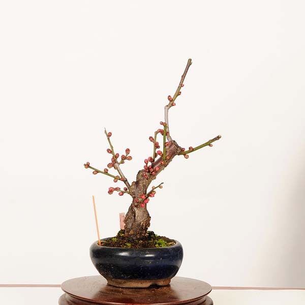 �ߺϡ�����(ƻ����)����*����ʪ ���ᡡ���ᡡPrunus mume��Koubai bonsai���ߥ��ߺ�