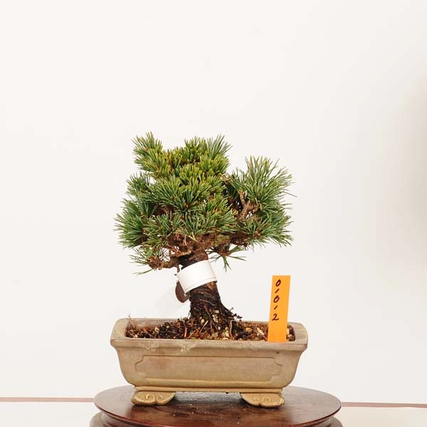 特選 盆栽：五葉松(明星)*現品 一点物 ごようまつ ゴヨウマツ