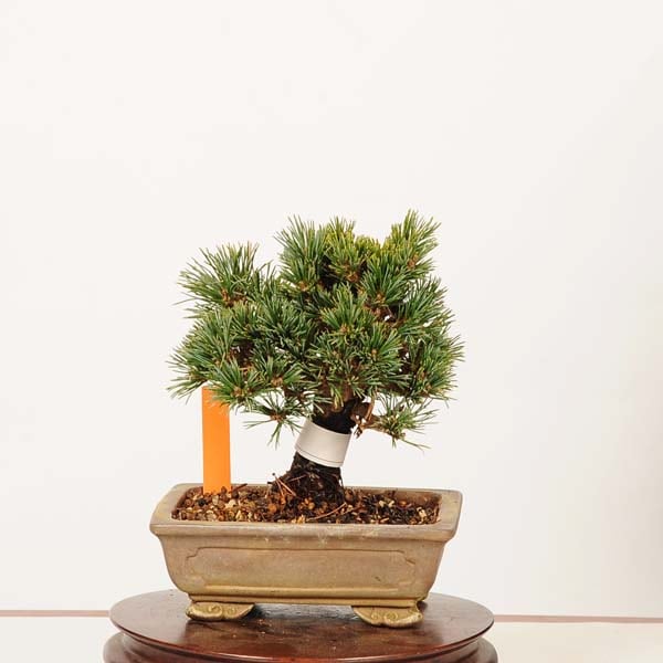 特選 盆栽：五葉松(明星)*現品 一点物 ごようまつ ゴヨウマツ