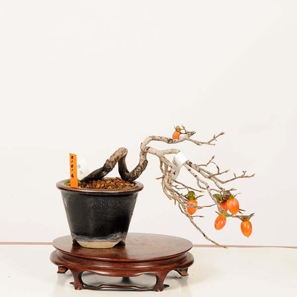 盆栽 特選：老爺柿(優美) 現品*一点物 ろうや柿 ロウヤ柿 Diospyros