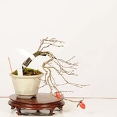 �ߺ� ������Ϸ���(���) ����*����ʪ �������  ���������Diospyros rhombifolia��rouyagaki bonsai �ߥ��ߺ�