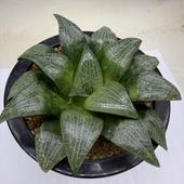 ¿����ʪ���ϥ������ ���ѥ�*��12��������ʡ����ʸ¤�