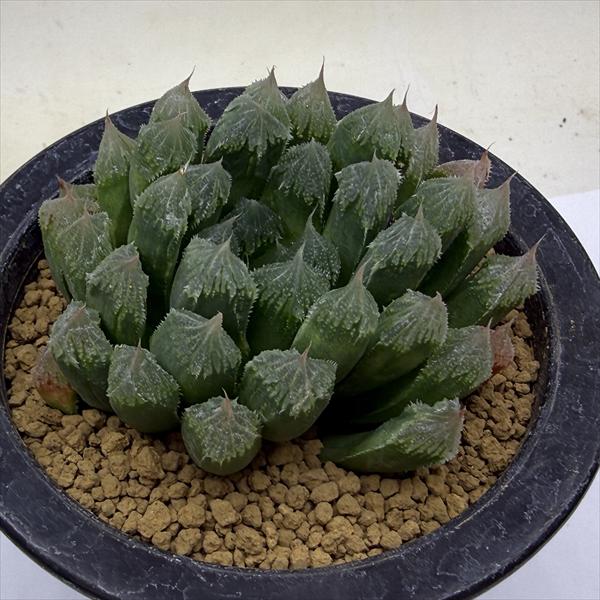 多肉植物：ハオルチア 岸氏 ハチノス*幅8cm 現品！一品限り