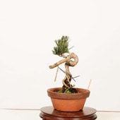 �ߺϡ����վ�(���)*����ʪ������ ���褦�ޤġ����襦�ޥġ�Goyoumatsu bonsai �����ߺ�