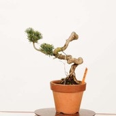 盆栽(品種不明) 樹齢400年の盆栽など7鉢盗まれる 埼玉の老舗業者 - CNN.co.jp