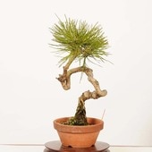 盆栽素材,苗(松柏),1000円以上 | 遊恵盆栽 本店