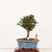 �ߺϡ��в�ɰ(�ҤΤ�)������* ����ʪ �ҥΥ���Chamaecyparis��Hinoki bonsai �����ߺ�