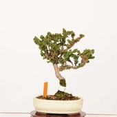 �ߺϡ��в�ɰ(�ҤΤ�)������* ����ʪ �ҥΥ���Chamaecyparis��Hinoki bonsai �����ߺ�