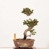 �ߺϡ��в�ɰ(�ҤΤ�)������* ����ʪ �ҥΥ���Chamaecyparis��Hinoki bonsai �����ߺ�