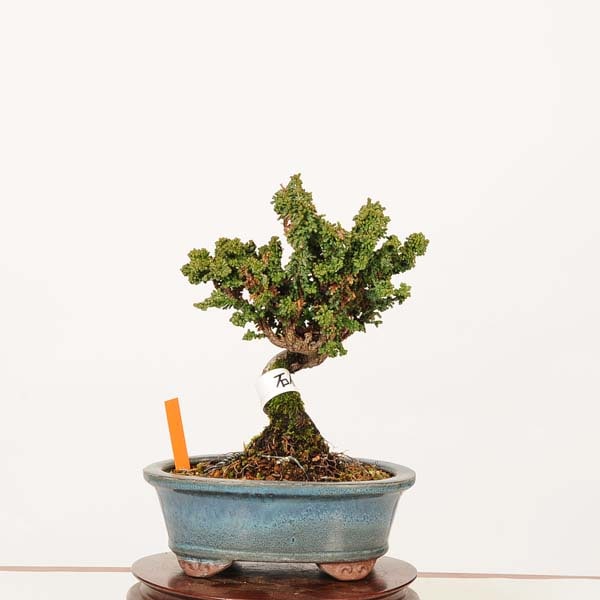 盆栽：石化桧(ひのき) 現品*一点物 ヒノキ Chamaecyparis Hinoki