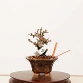 �ߺϡ�Ĺ���� ����*����ʪ ���祦����Х���chojyubai bonsai �ߥ��ߺ�