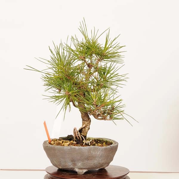 盆栽 ：三河黒松*現品 一点物 くろまつ クロマツ Kuromatsu bonsai