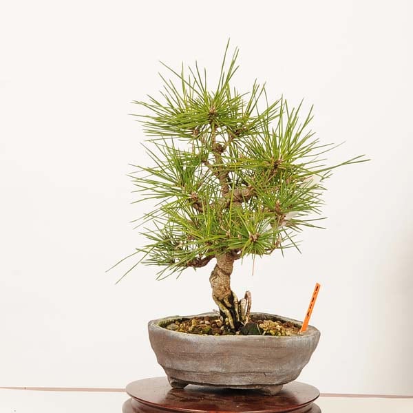 盆栽 ：三河黒松*現品 一点物 くろまつ クロマツ Kuromatsu bonsai