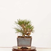 �ߺ� �����Ϲ���*���� ����ʪ �����ޤġ������ޥġ�Kuromatsu bonsai �����ߺ�