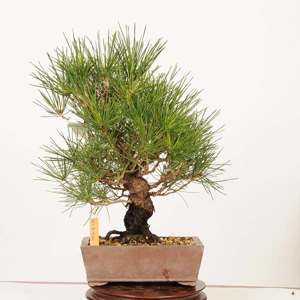 盆栽 ：三河黒松*現品 一点物 くろまつ クロマツ Kuromatsu bonsai