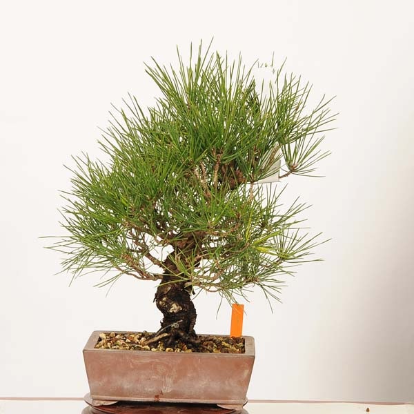 盆栽 ：三河黒松*現品 一点物 くろまつ クロマツ Kuromatsu bonsai