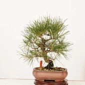 ミニ・小品盆栽,松柏 | 遊恵盆栽 本店