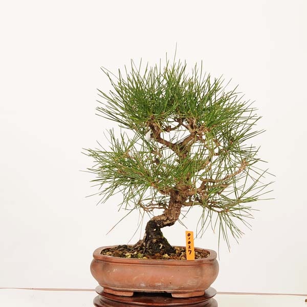 三河盆栽　黒松　盆栽　小品 盆栽 ：三河黒松*現品 一点物 くろまつ クロマツ Kuromatsu bonsai