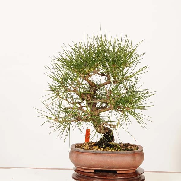 盆栽 ：三河黒松*現品 一点物 くろまつ クロマツ Kuromatsu bonsai